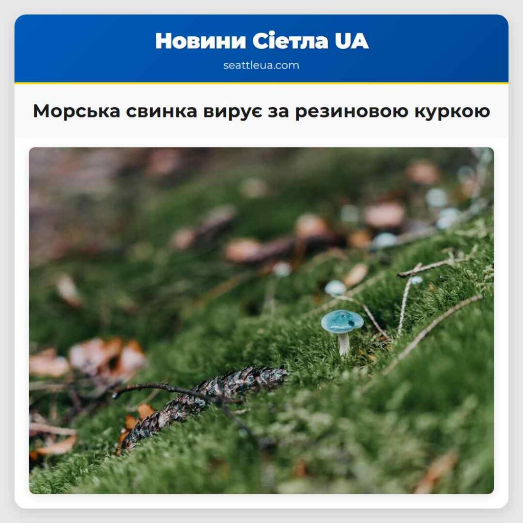 Морська свинка вирує за резиновою куркою