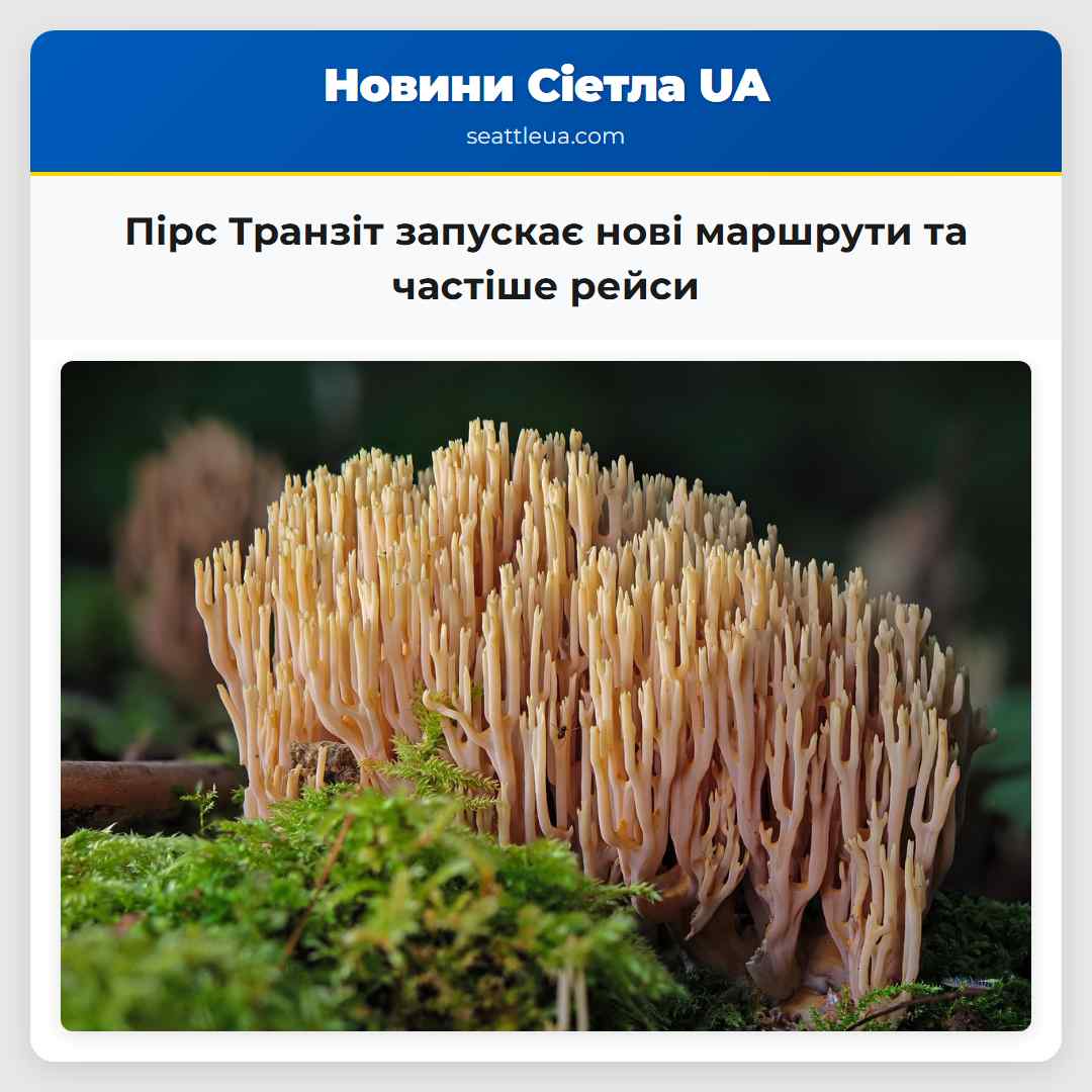 Пірс Транзіт запускає нові маршрути та частіше рейси