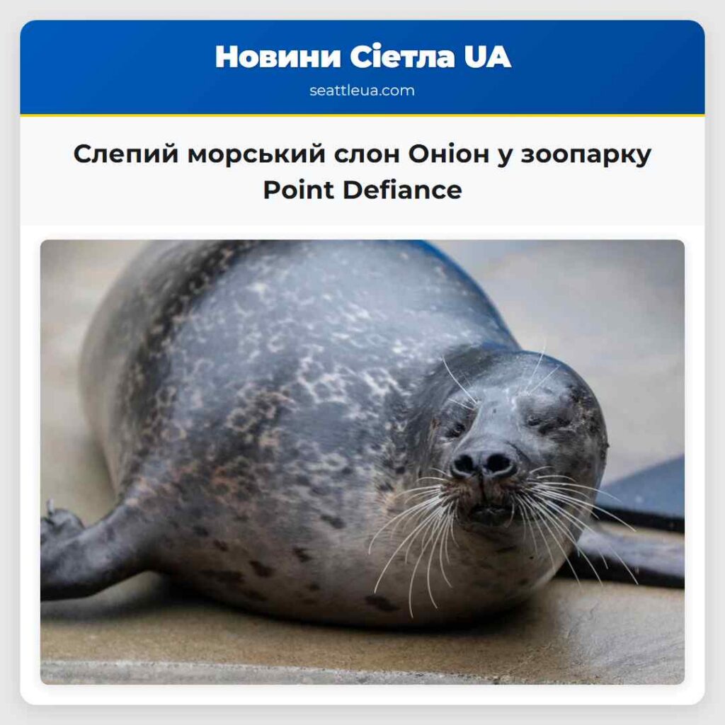 Слепий морський слон Оніон у зоопарку Point