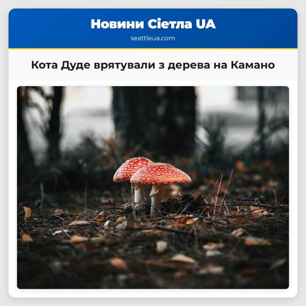 Кота Дуде врятували з дерева на Камано