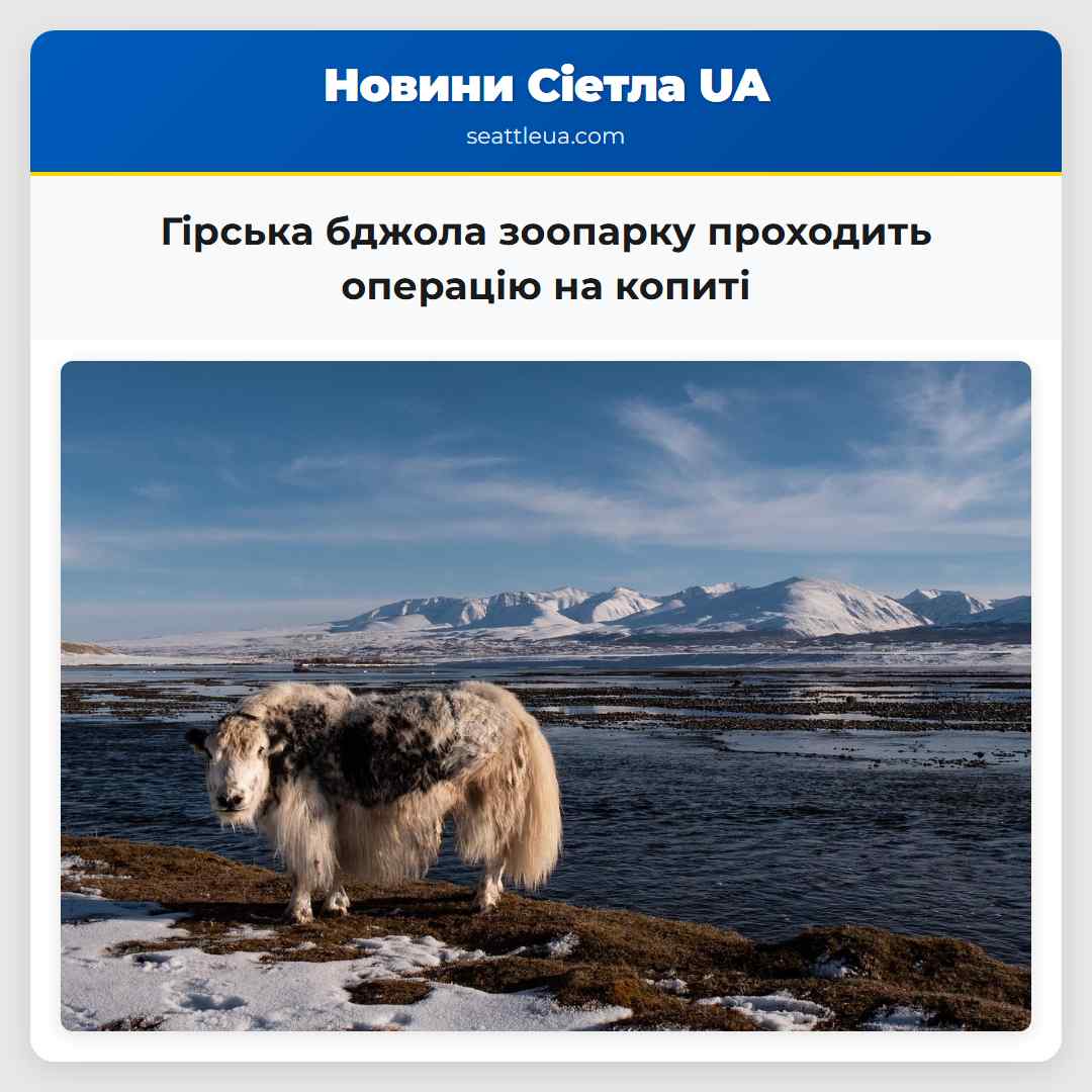 Гірська бджола зоопарку Вудленд Парк проходить корекційну операцію на копиті