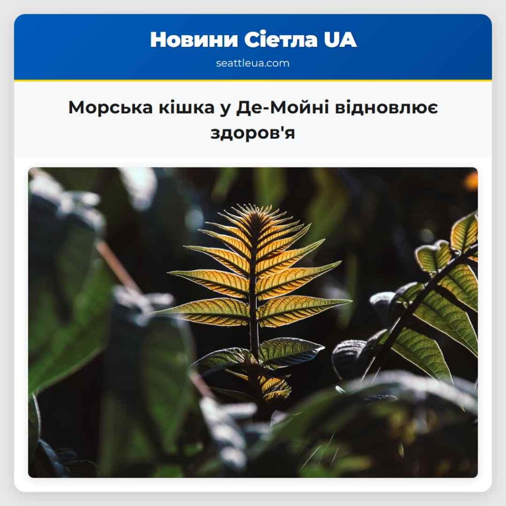 Морська кішка у Де-Мойні відновлює здоров'я