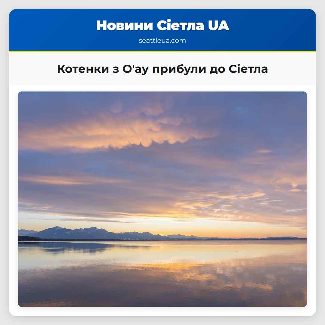 Котенки з О'ау прибули до Сіетла