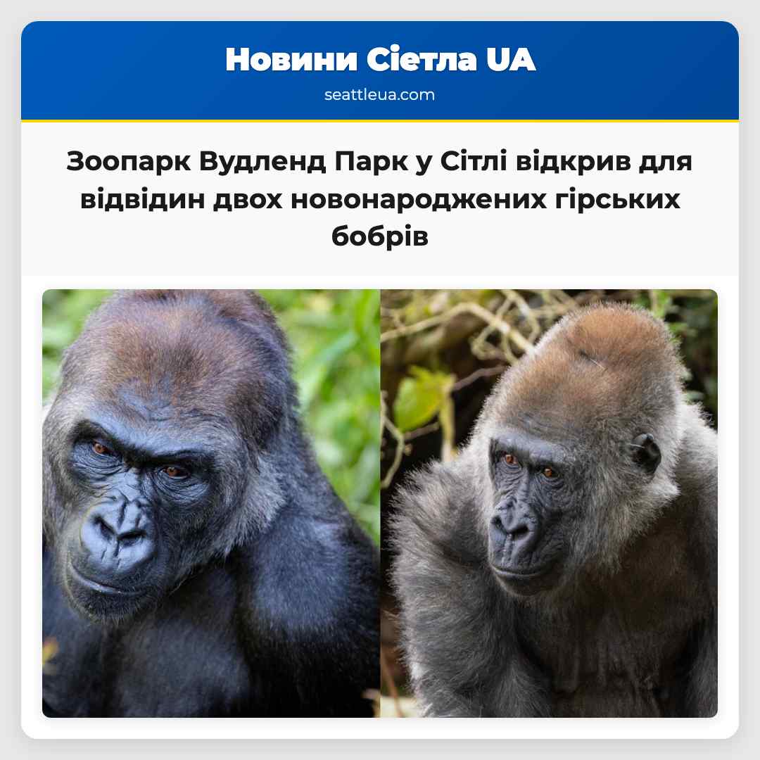 Зоопарк Вудленд Парк у Сітлі відкрив для відвідин двох новонароджених гірських бобрів