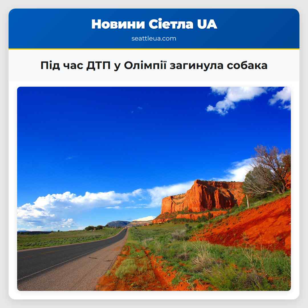 Під час ДТП у Олімпії загинула собака