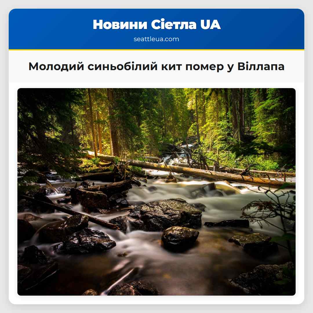 Молодий синьобілий кит помер у Віллапа