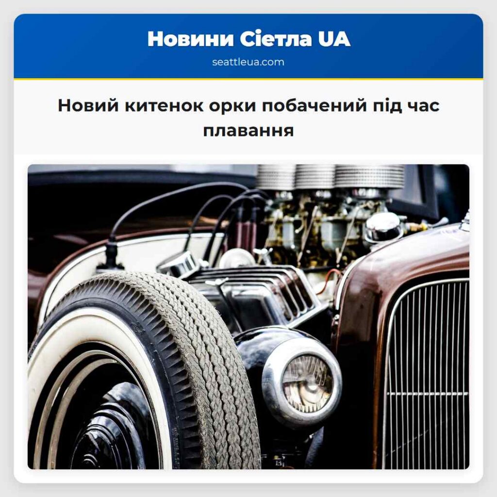 Новий китенок орки побачений під час плавання