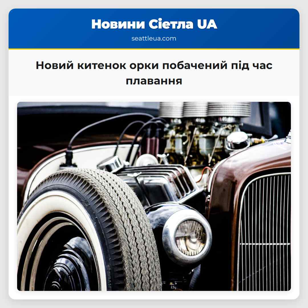 Новий китенок орки побачений під час плавання