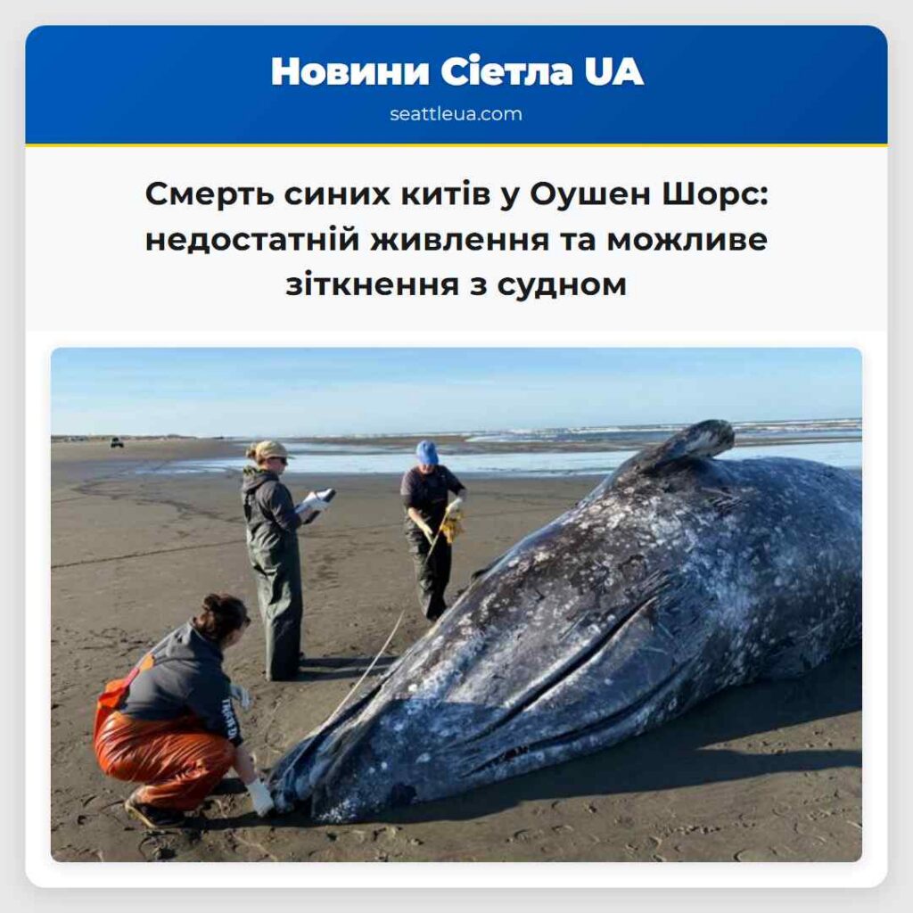 Смерть синих китів у Оушен Шорс: недостатній