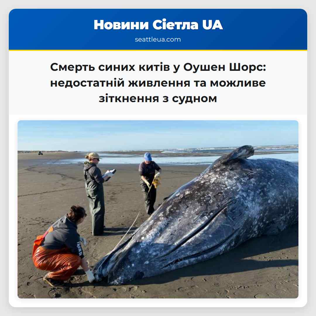 Смерть синих китів у Оушен Шорс: недостатній