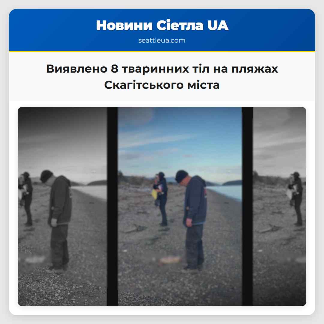 Виявлено 8 тваринних тіл на пляжах Скагітського
