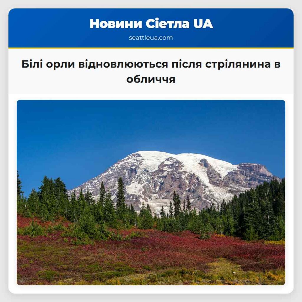 Білі орли відновлюються після стрілянина в обличчя