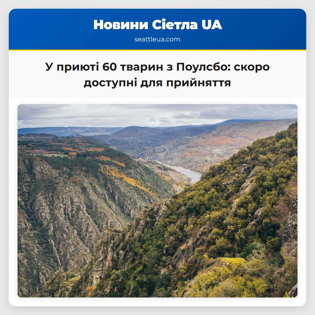 У приюті 60 тварин з Поулсбо: скоро доступні для
