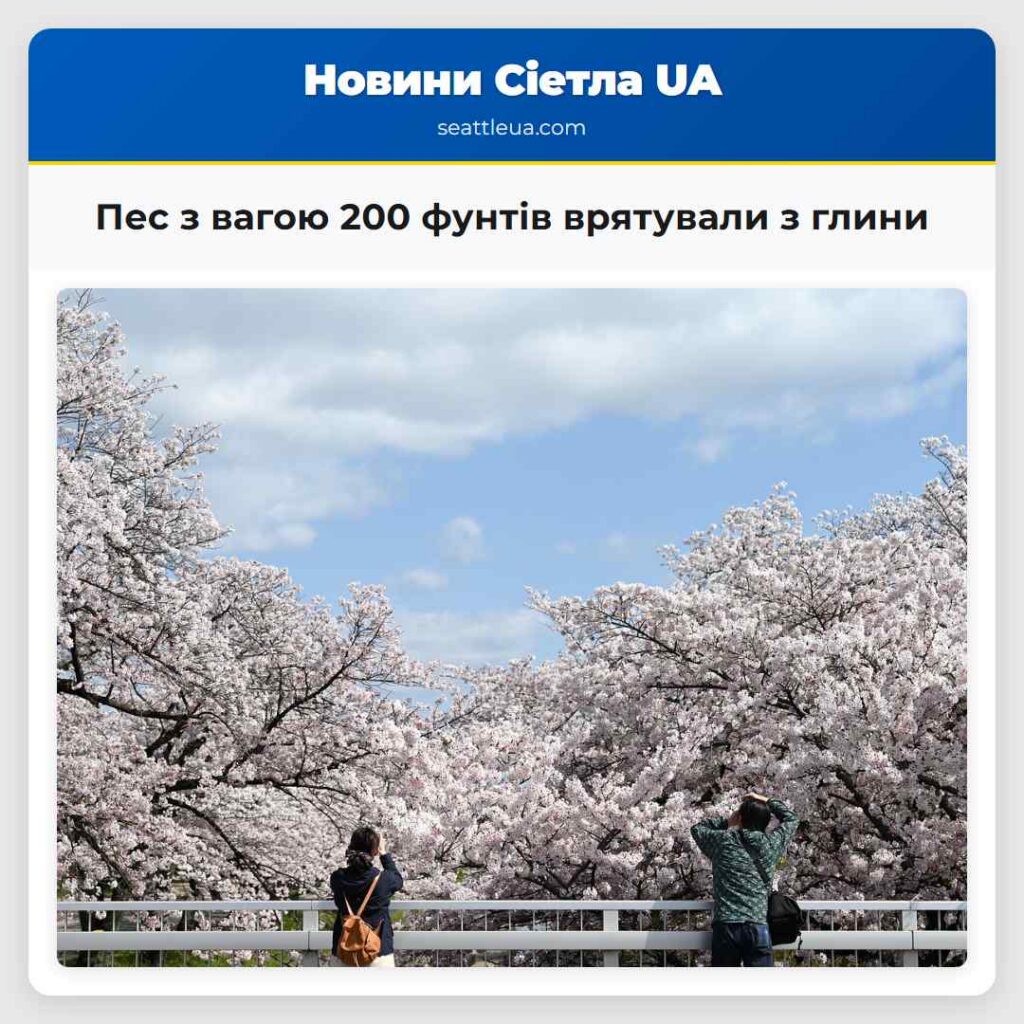 Пес з вагою 200 фунтів врятували з глини