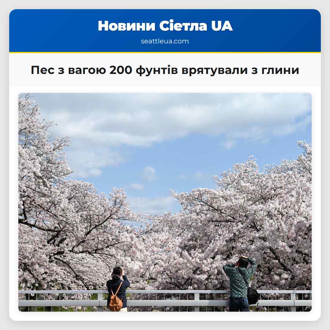 Пес з вагою 200 фунтів врятували з глини