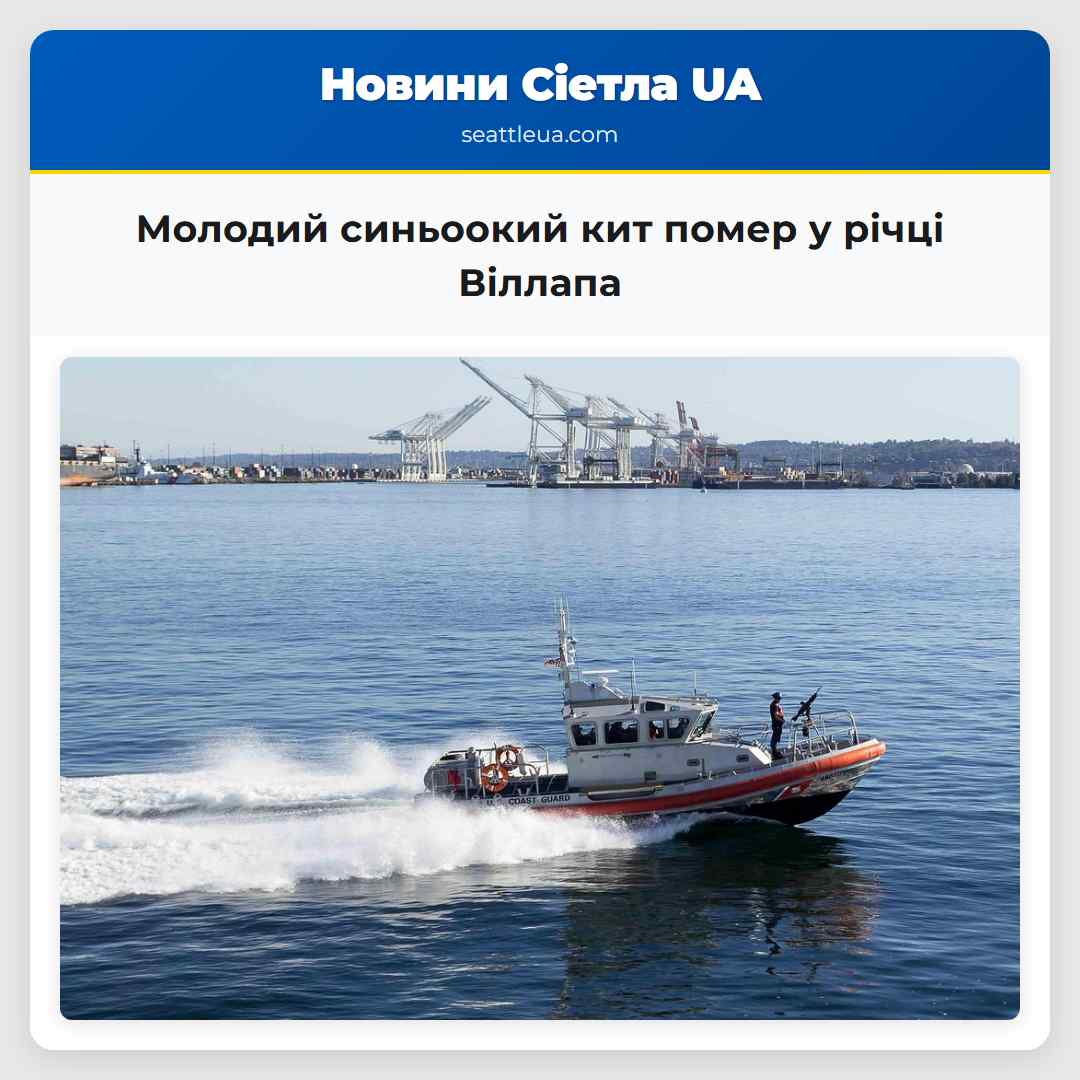 Молодий синьоокий кит помер у річці Віллапа