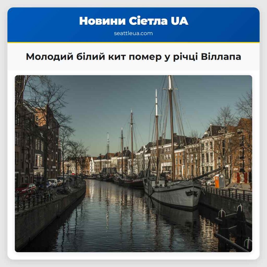 Молодий білий кит помер у річці Віллапа