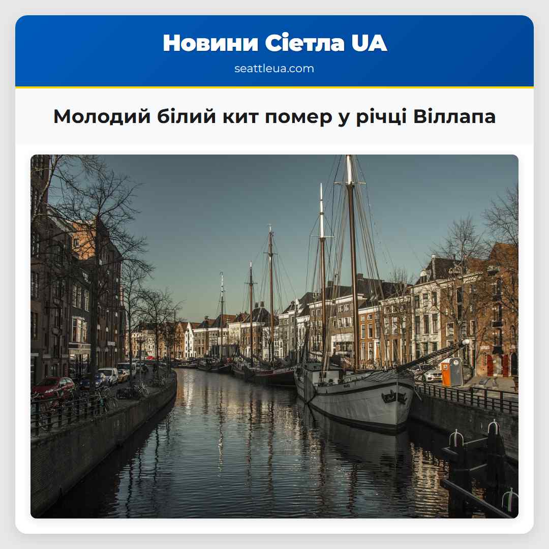 Молодий білий кит помер у річці Віллапа