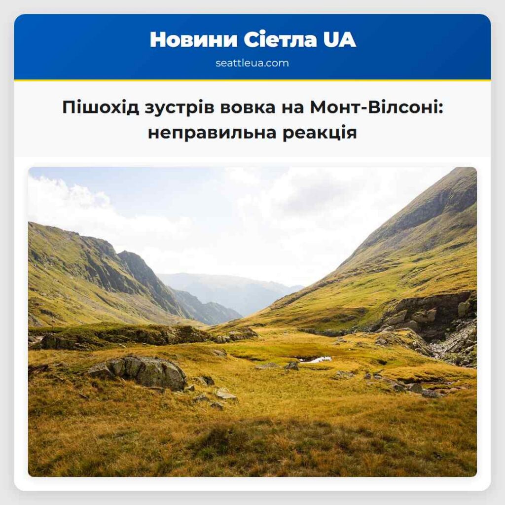 Пішохід зустрів вовка на Монт-Вілсоні: