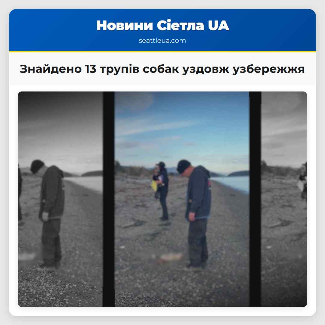 Знайдено 13 трупів собак уздовж узбережжя