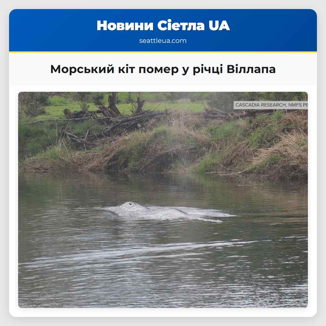 Морський кіт помер у річці Віллапа
