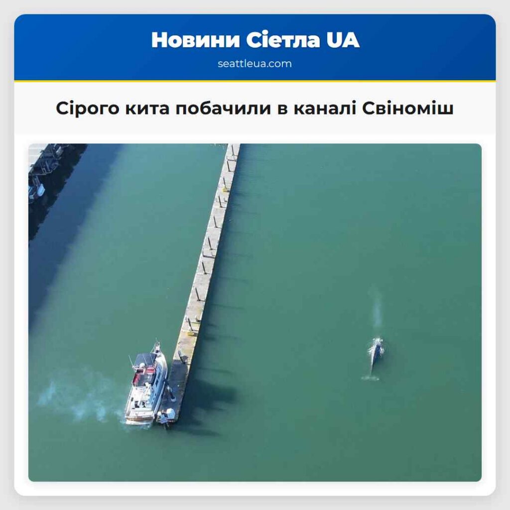 Сірого кита побачили в каналі Свіноміш