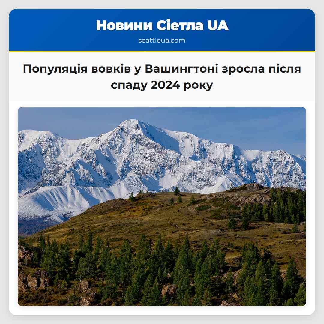 Популяція вовків у Вашингтоні зросла після спаду