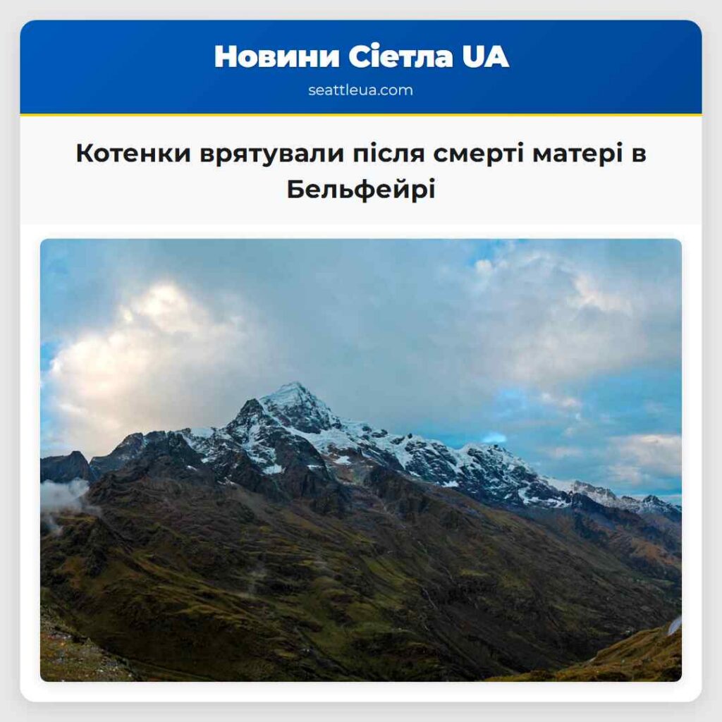 Котенки врятували після смерті матері в Бельфейрі