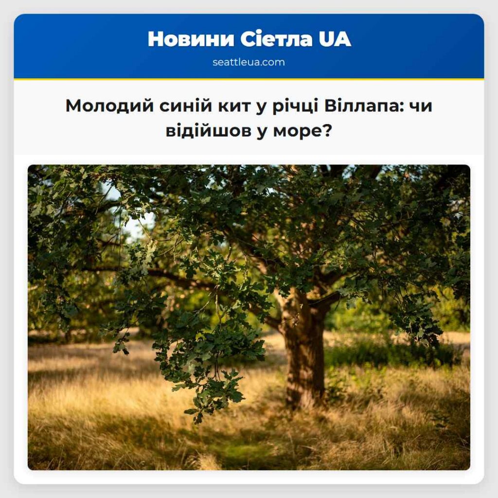 Молодий синій кит у річці Віллапа: чи відійшов у