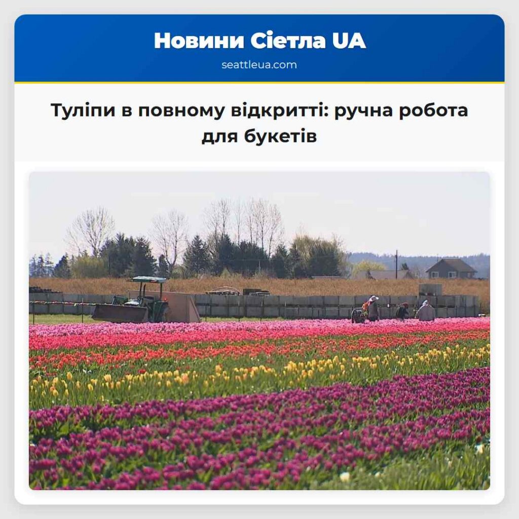 Туліпи в повному відкритті: ручна робота для