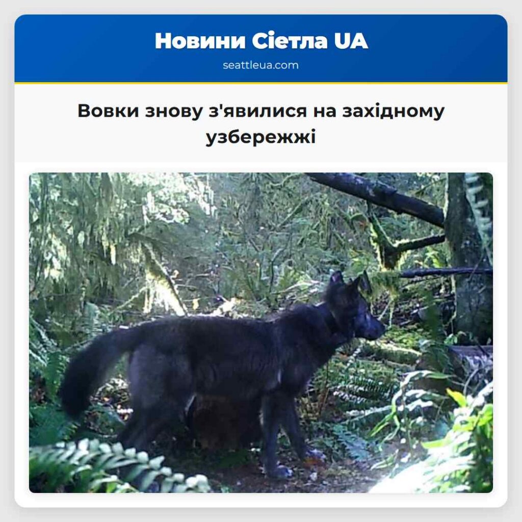 Вовки знову з'явилися на західному узбережжі