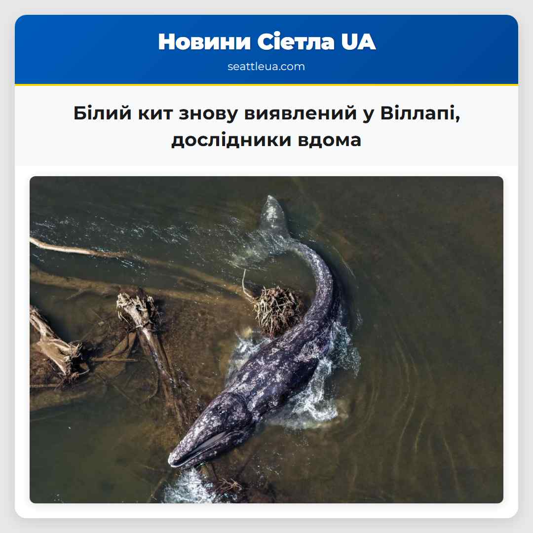Білий кит знову виявлений у Віллапі, дослідники