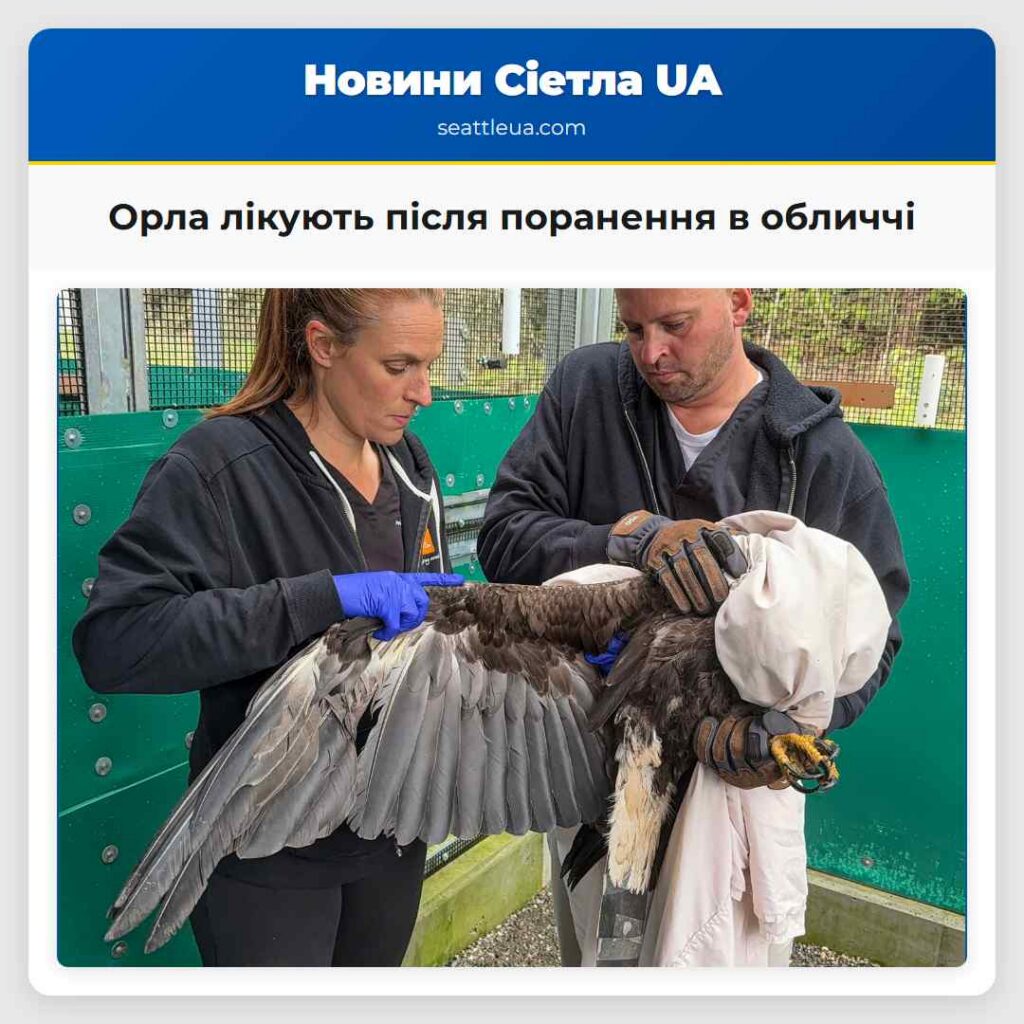 Орла лікують після поранення в обличчі