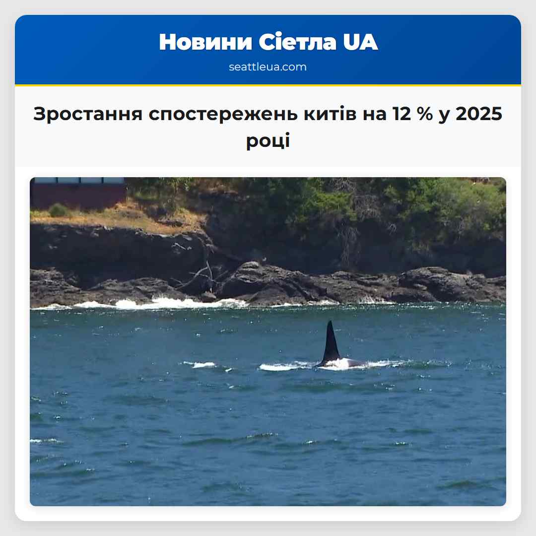 Зростання спостережень китів на 12 % у 2025 році