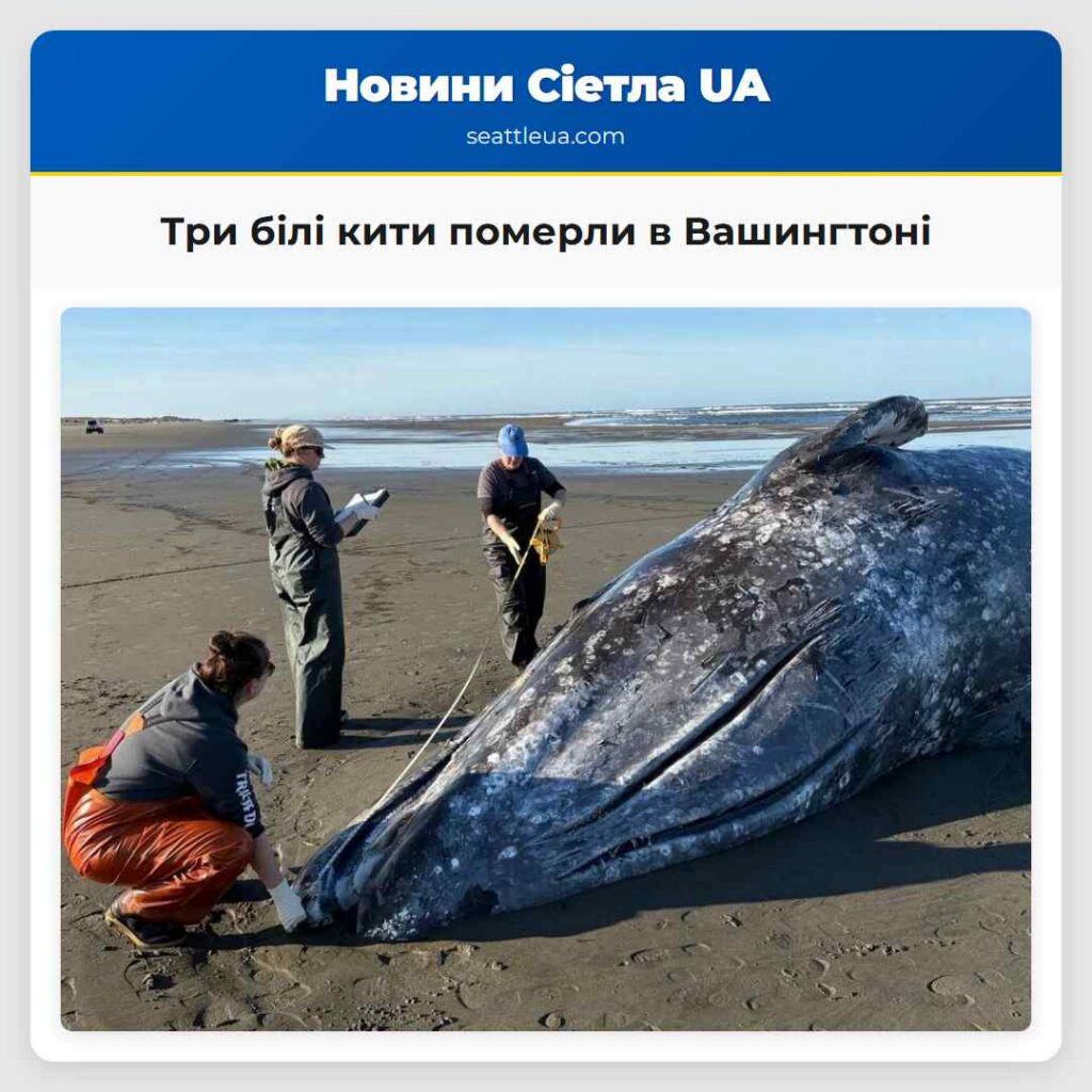 Три білі кити померли в Вашингтоні