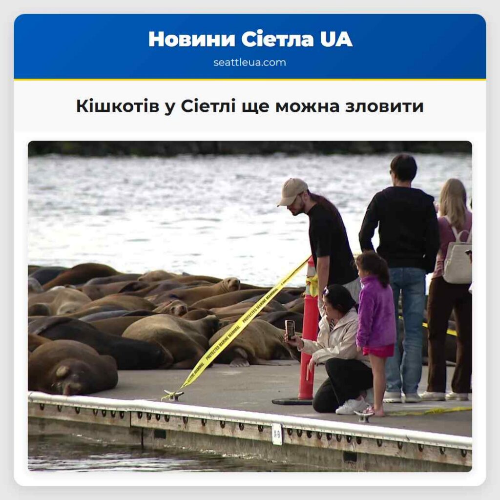 Кішкотів у Сіетлі ще можна зловити