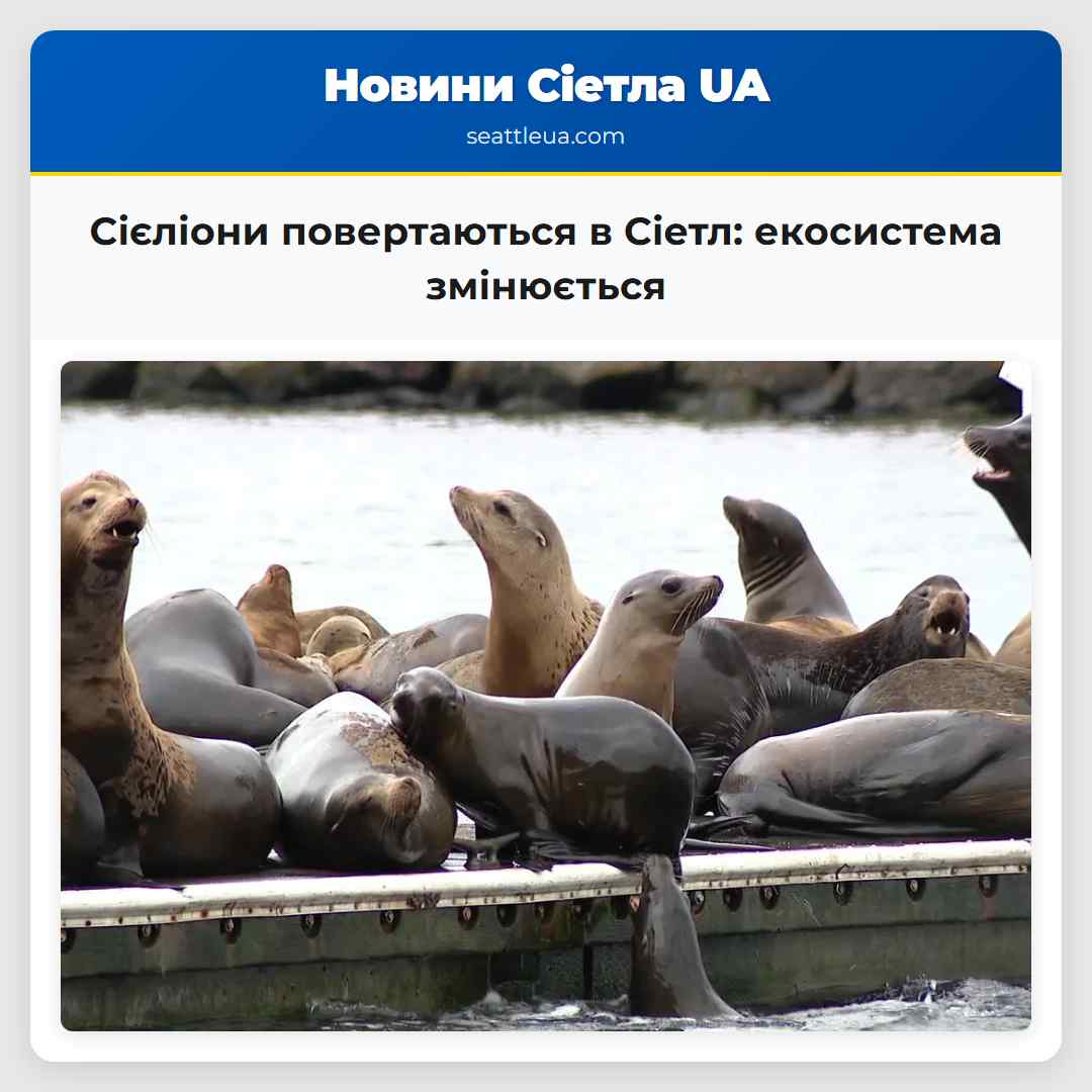 Сієліони повертаються в Сіетл: екосистема