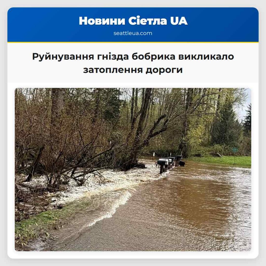 Руйнування гнізда бобрика викликало затоплення