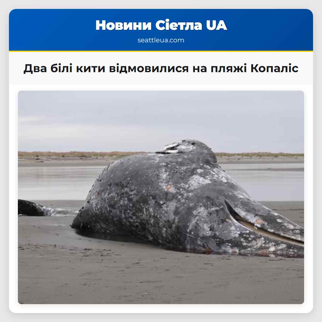Два білі кити відмовилися на пляжі Копаліс