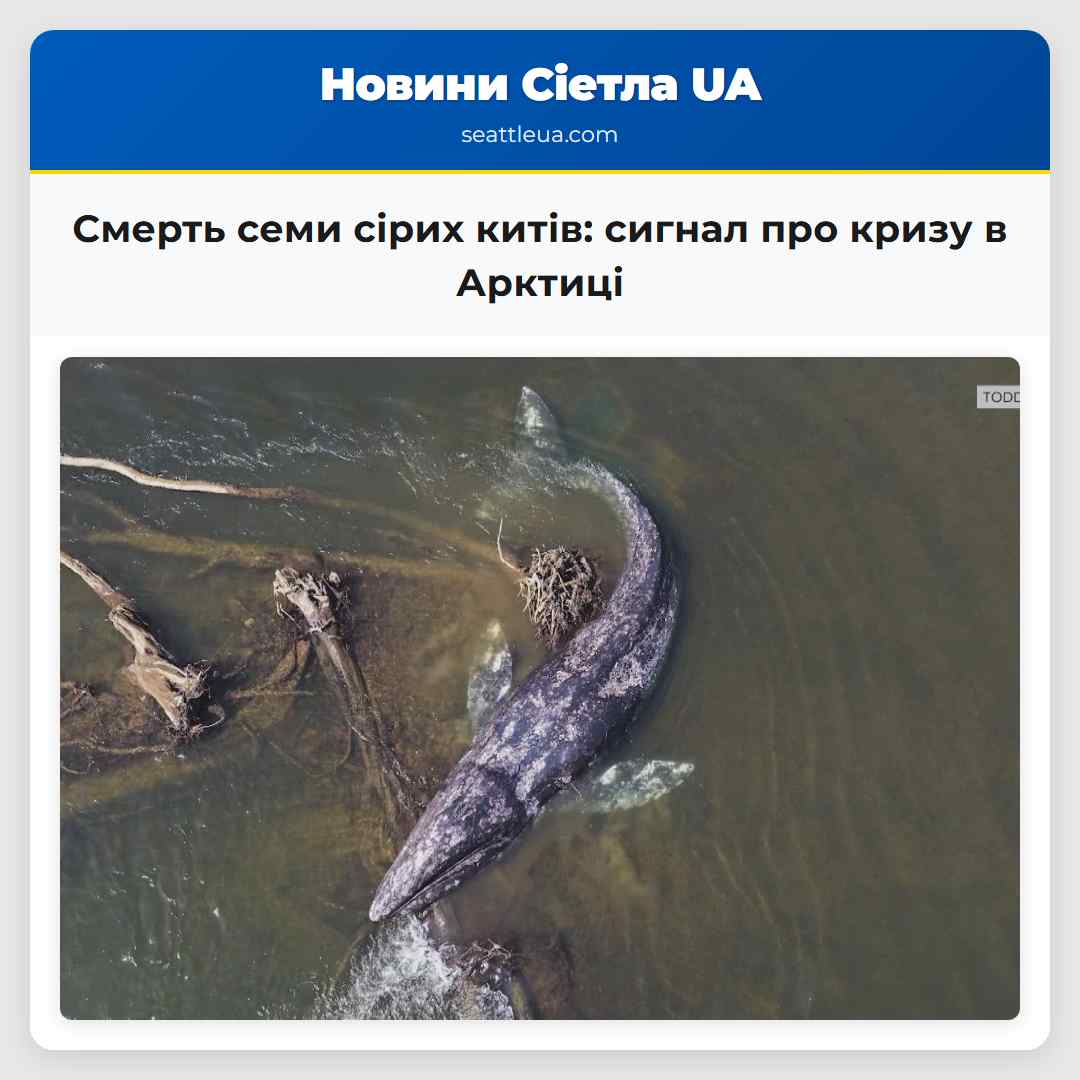Смерть семи сірих китів: сигнал про кризу в