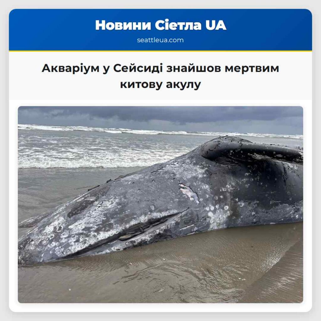 Акваріум у Сейсиді знайшов мертвим китову акулу