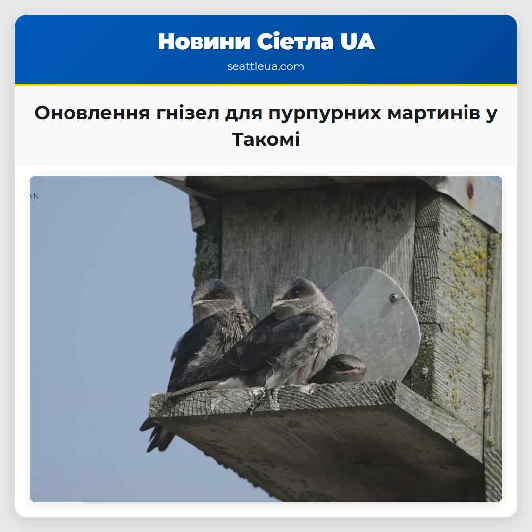 Оновлення гнізел для пурпурних мартинів у Такомі