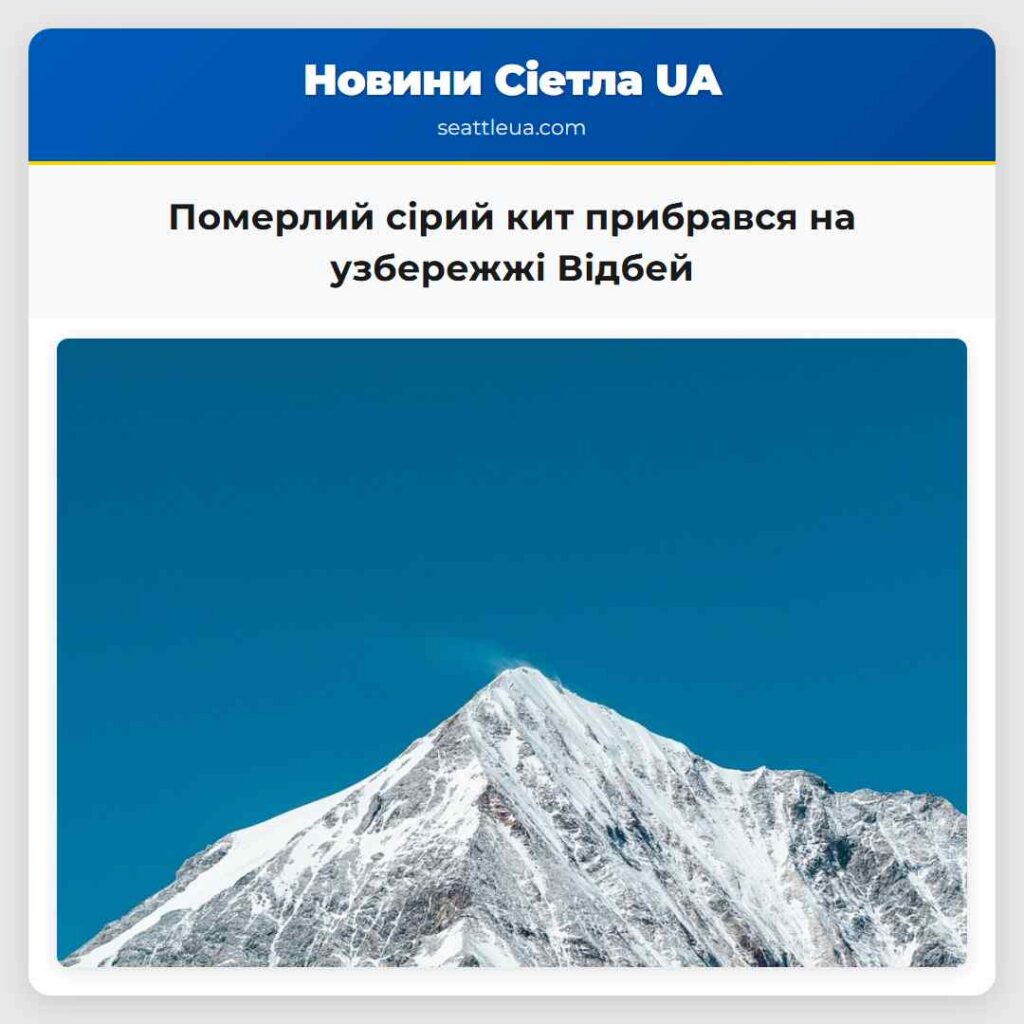 Померлий сірий кит прибрався на узбережжі Відбей