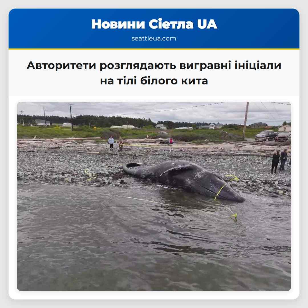 Авторитети розглядають вигравні ініціали на тілі білого кита