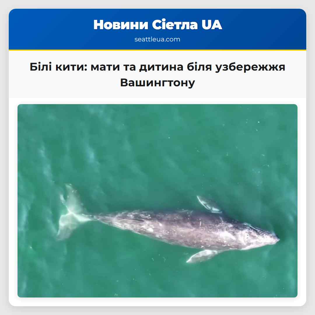 Білі кити мати та дитина біля узбережжя Вашингтону