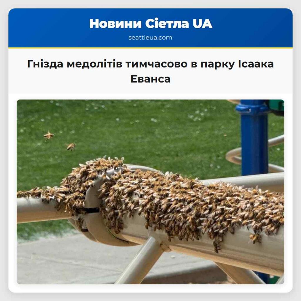 Гнізда медолітів тимчасово в парку Ісаака Еванса