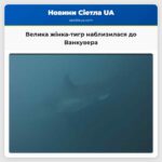 Велика жінка-тигр наблизилася до Ванкувера