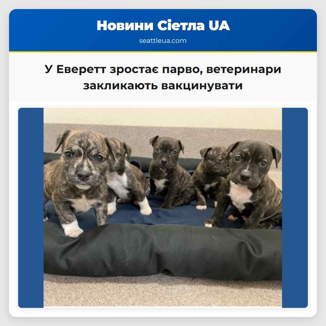 У Еверетт зростає парво ветеринари закликають вакцинувати