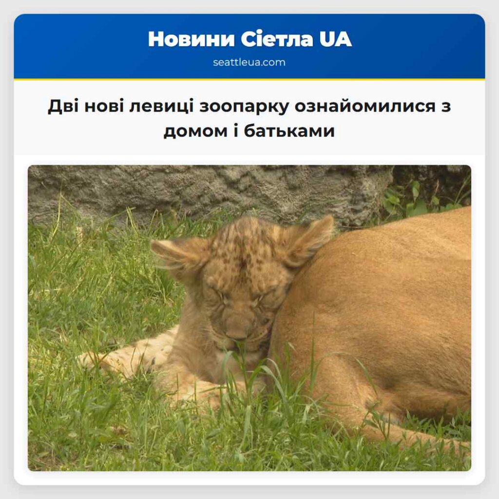 Дві нові левиці зоопарку ознайомилися з домом і