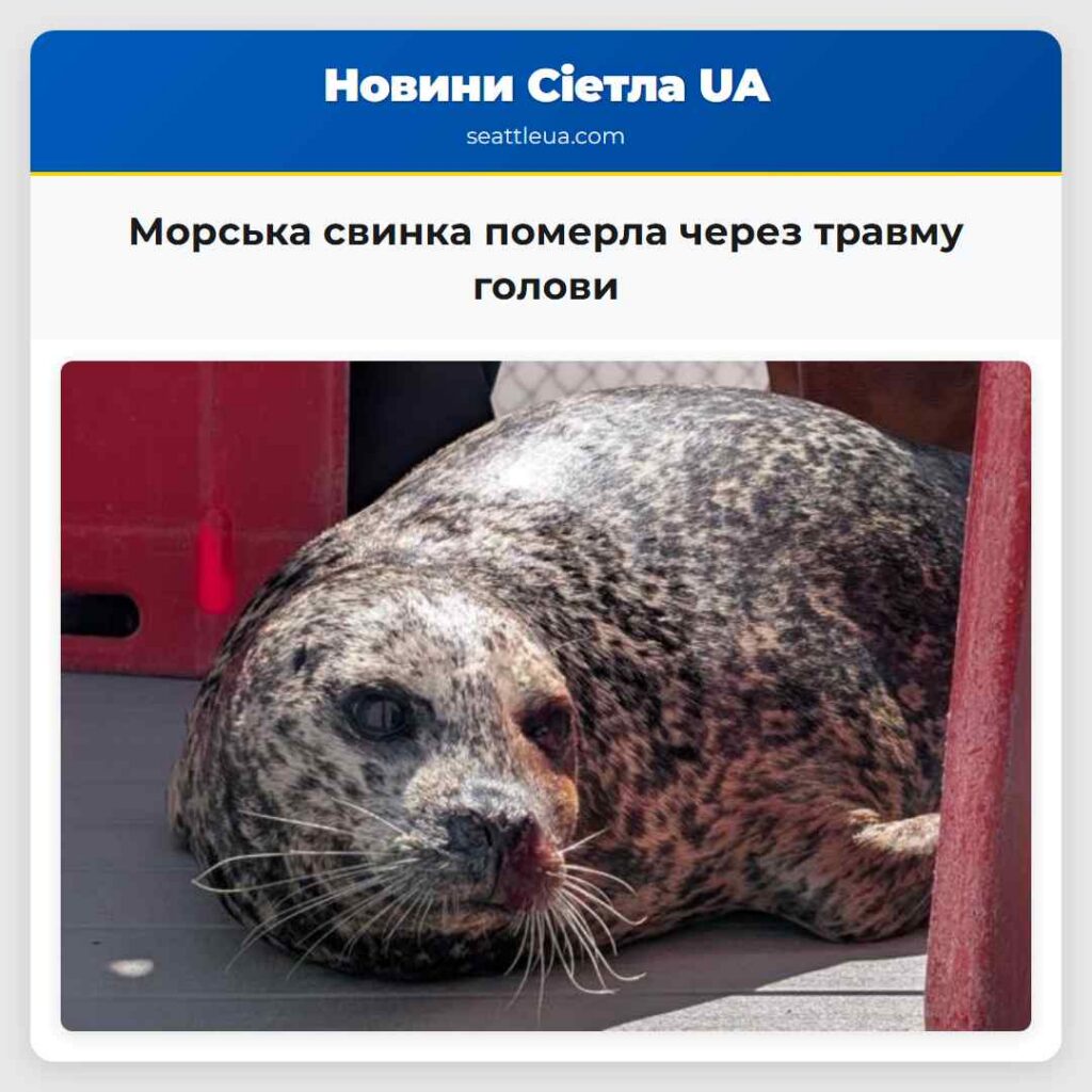 Морська свинка померла через травму голови